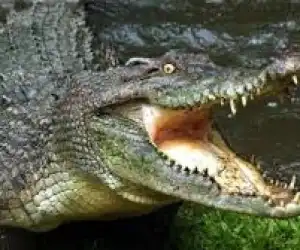 WNI Yang Jadi Korban Buaya Di Malaysia Dipulangkan ke Kampung Halaman