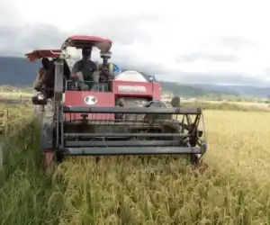 Dipenghujung Musim Panen, Harga Gabah di Abdya Mulai Turun