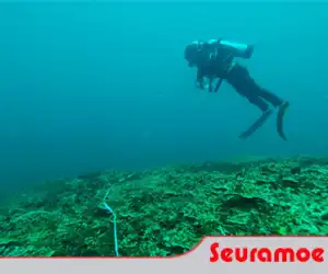 Tim PDC Abdya Lakukan Monitoring Terhadap Terumbu Karang