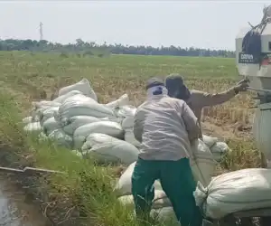 Harga Gabah Ditingkat Petani di Abdya Rp 5000 Per kilogram