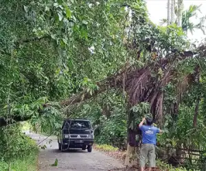 Di Abdya, Pohon Kelapa Tumbang Ancam Keselamatan Warga