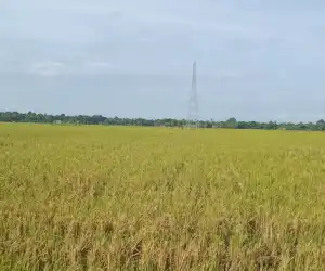 Ditargetkan Bulan April 2020, Petani Abdya Tanam Padi Musim Rendengan