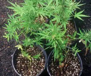 Tanam Ganja Samping Rumah, Tukang Pangkas Dibekuk Polisi