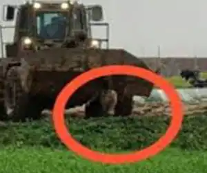 Biadab! Setelah Ditembat, Mayat Warga Palestina Diseret Pakai Buldozer