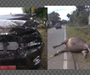 Diduga Double Cabin Milik BKSDA Tabrak Kerbau di Abdya