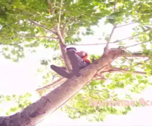Mahasiswa Simelue Terpaksa Kuliah Diatas Pohon, Ini Penyebabnya