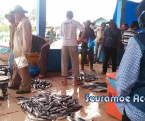 Dampak COVID-19, Ikan Sekeranjang Berisi 30 Kilo, Dijual Rp. 50 Ribu