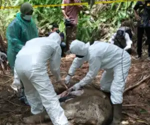 Anak Gajah Ditemukan Mati di Aceh Jaya