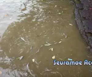 Ratusan Bangkai Ikan Cemari Bibir Pantai Ujong Kareung Aceh Barat