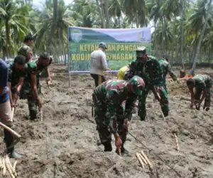 Jaga Ketahanan Pangan Ditengah Pandemi, Kodim 0116 Budidaya Ketela