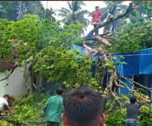 Rumah Tertimpa Pohon, Empat Warga Nagan Dilarikan ke Rumah Sakit