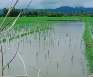 Petani Lembah Sabil Abdya, Kewalahan Hadapi Hama Keong