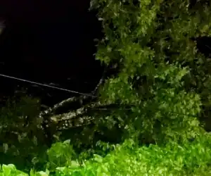 Kepala PLN Rayon Blangpidie, Pohon Rambutan Sebabkan Dua Tiang Listrik Tumbang di Abdya