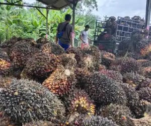 Ini Penyebab Ruginya Petani Sawit di Abdya Capai Rp9 Miliar/hari
