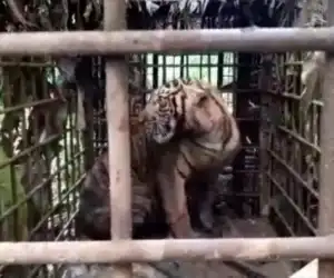 Harimau yang Resahkan Warga Berhasil Masuk Perangkap