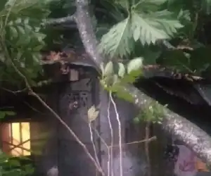 Rumah Janda di Abdya Rusak Ditimpa Pohon