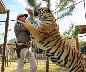 Pengunjung Trauma, Melihat Harimau Terkam Penjaga Kebun Binatang Hingga Meninggal