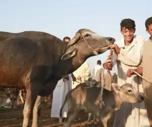 Masyaallah, Ternyata Ini Waktu Terbaik untuk Kurban