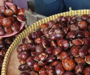 Ternyata Jengkol Terbaik Terdapat di Abdya bahkan Pendapatannya Melebihi Gaji DPRA