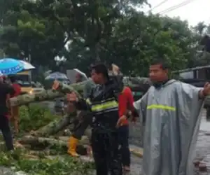 Akibat Hujan dan Angin Kencang Sebuah Pohon Tumbang di Aceh Barat