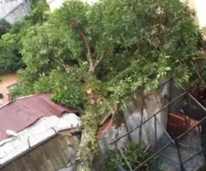 Satu Unit Rumah Warga di Abdya Rusak Berat Setelah Tertimpa Pohon