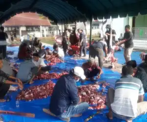 PC Muhammadiyah Manggeng, Abdya Sembelih 13 Ekor Kerbau dan 20 ekor Kambing Qurban