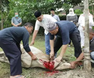 Aksi Mengejutkan! Pria Tua Ini Minum Segelas Darah Sapi Qurban