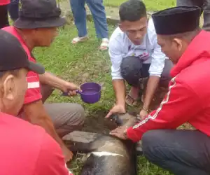 Di Hari ke Tiga Idul Adha, DPC PDI-P Simeulue Sembelih Dua Ekor Kambing