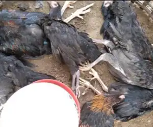 Ratusan Ayam di Samatiga Aceh Barat Membiru dan Mulut Mengeluarkan Lendir