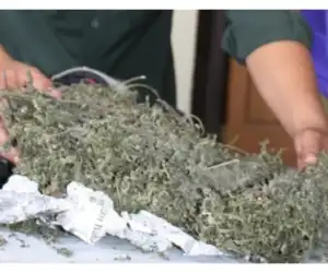 Kedapatan Bawa Ganja, Oknum Security BNN Aceh Selatan Diciduk Polisi di Sumut