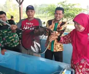Kadis DKP Simeulue Lakukan Pendederan Benih Ikan