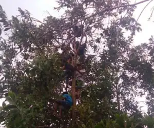 Para Siswa Nekad Belajar di Atas Pohon Berketinggian 15 Meter