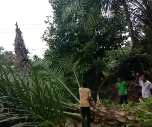 Warga Nagan Raya Gotong Royong Bersihkan Jalur Kabel PLN