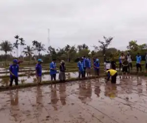 DPK KNPI Teupah Barat Simeulue Lakukan Tanam Padi Perdana