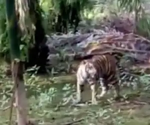 Harimau Masuk Perkampungan, Dua Ekor Sapi Warga Dimangsa