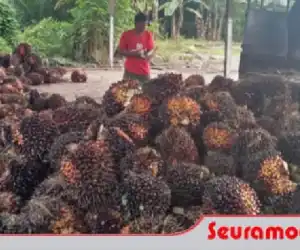 Harga TBS Sawit di Aceh Selatan Bertahan Pada Angka Rp 1.520/Kg
