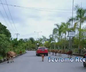 Hati-hati Banyak Sapi Berkeliaran di Jalan Poros Utama Suka Makmue