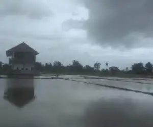 Distab Klaim 90 Persen Lahan Sawah di Abdya Tuntas Digarap