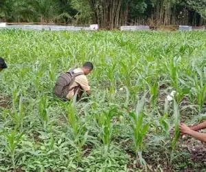 Siswa SMKN Abdya Sulap Sarang Babi Jadi Lahan Produktif