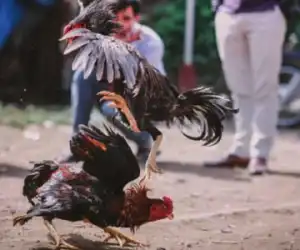 Duh! Grebek Sabung Ayam, Polisi Meninggal Diserang Ayam Jago