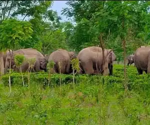 Kawanan Gajah Liar Mengamuk, Tanaman Warga Diobrak-obrik