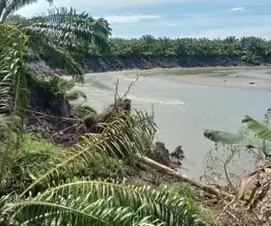 Erosi Krueng Babahrot Mengganas Ratusan Hektar Lahan Sawit Warga Terancam