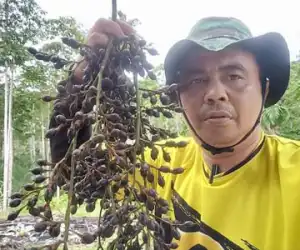 Warga Abdya Berhasil Budidaya Tanaman Jernang
