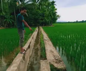 Saluran Jaringan Irigasi di Abdya Rusak Berat
