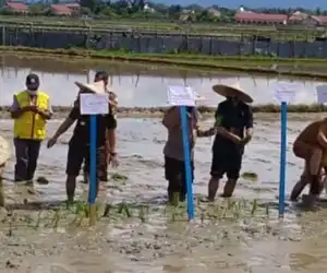 Nagan Raya Tanam Padi Perdana Musim Rendengan