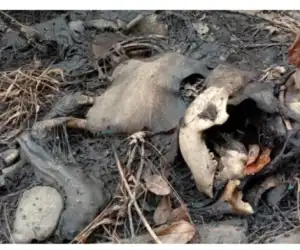 Di Aceh Konflik Manusia dan Satwa Liar Masih Tinggi