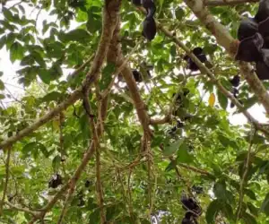 Jengkol Abdya Lebih Unggul Dibandingkan Jengkol Lampung