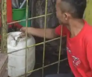 Aksi Pencuri Menyak Goreng di Nagan Raya Terpantau CCTV