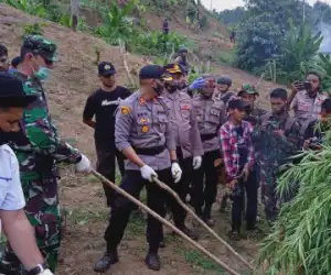 Tim Gabungan TNI-Polri Musnahan Lima Hektare Ganja