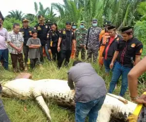 Tragis! Sehari Hilang, Bocah ini Ditemukan Dalam Perut Buaya